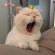 ฟู