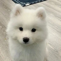 ลูกกวาด/ลูกหมานายเอก