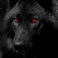 NOCHU ( LOBO DE JK)