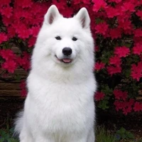 Swizzy (FL Pet )