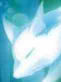 Plue