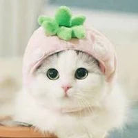 ขาว+แมวน.อ