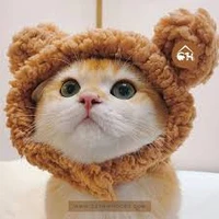 ชิปปี้+แมวน.อ