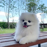 นาชิ.[เป็นสัตว์]
