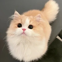 แอดเอง~