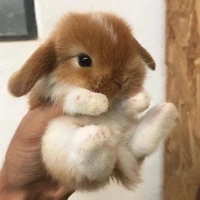 ลีน่า(กระต่ายน้องไซจู)