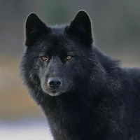 Abade