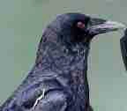 Messenger Bird 