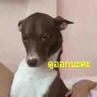 แอดเด้อสู