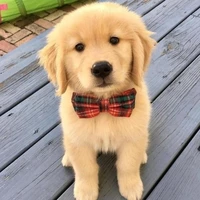 Murphy ( Ml and Fl Pet )