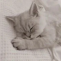 ชีต้าร์(แมวอิ่มเอม)🥰🐱