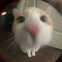 meloniee