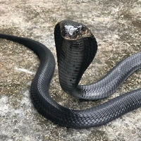 ซาน