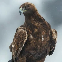 Aguila mensajera