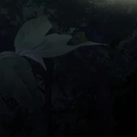 -ASSASSIN-