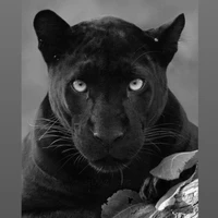Safiro <Pantera negra>