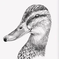 Mr Duck