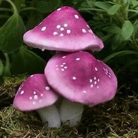 เห็ดโง่ๆที่มีฤิทธิ์ยาปลุกเซ---🍄