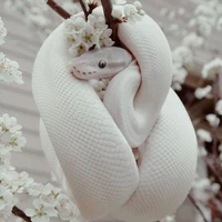 ไวท์:ร่างงู