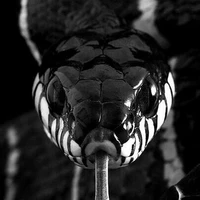 แบล็ค:ร่างงู