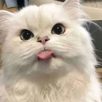 เป็นเหี้ยอะไรก็ได้