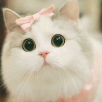 ไวโอเล็ต(น.อ)(ร่างเเมว)