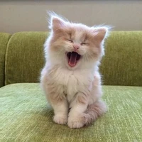 fluffy