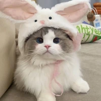 กิมจิ