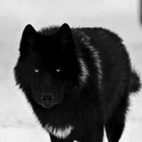 lobo sangue