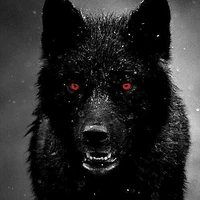lobo preto