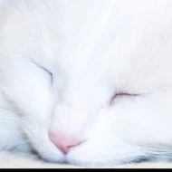 Cat(yoongi)
