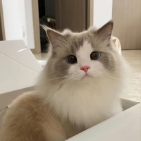 ชิเอล