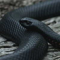Blaze (ML Snake Form)