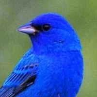 ระบบนกสีคราม