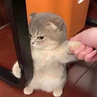 แอดเอง-