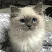 chéri