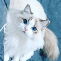 มิเกล
