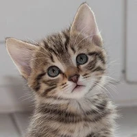 บราวนี่