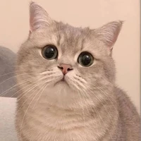 แมวน้อยย~/ตอน.อยังไม่เลี้ยง🐾🐱