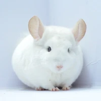 แพรวา(สัตว์เลี้ยงเจ้าหม่อน)