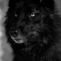 lobo do jean