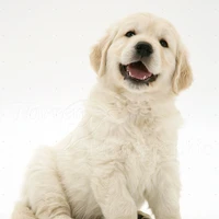 Little Puppy