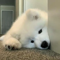 นมปั่น[หมาไอโฟน]