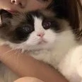 ​แบ็บบี้(แมวน้อยร้อยเพื่อน)​