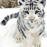 cub