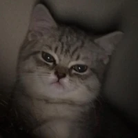 neko/sistem