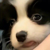 แอดเอง