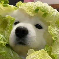 นามิ🐶