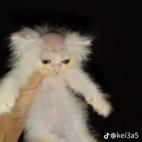 เเอด