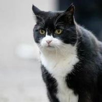 บิงซู(แมว😼)